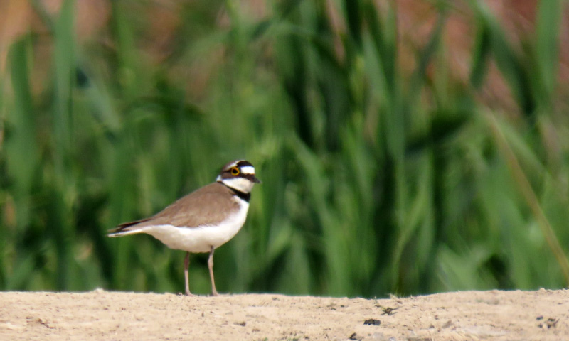 سلیم طوقی کوچک در کنار زاینده‌رود