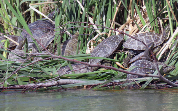 لاک پشت های زاینده‌رود