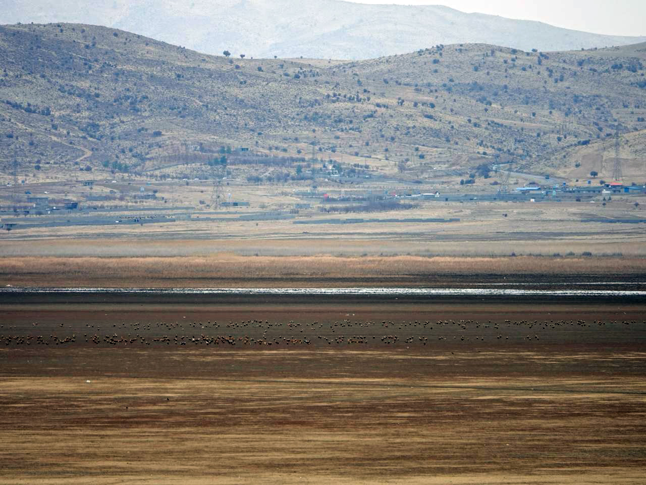 نمایی از جمعیت آنقوت ها (غاز قرمز گونه پرچم دشت ارژن)