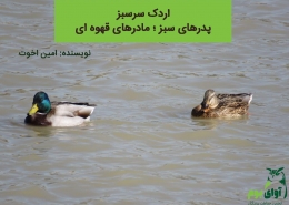 اردک سرسبز