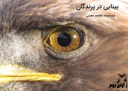 حس بینایی پرندگان
