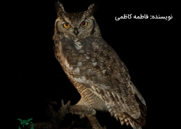جغد شوم است یا نه