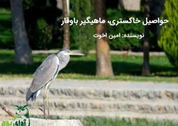 حواصیل خاکستری به انگلیسی