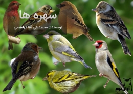 سهره قناری