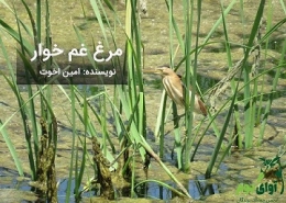 مرغ غمخوارک