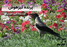 کلاغ سیاه