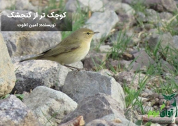 گنچشک سانان