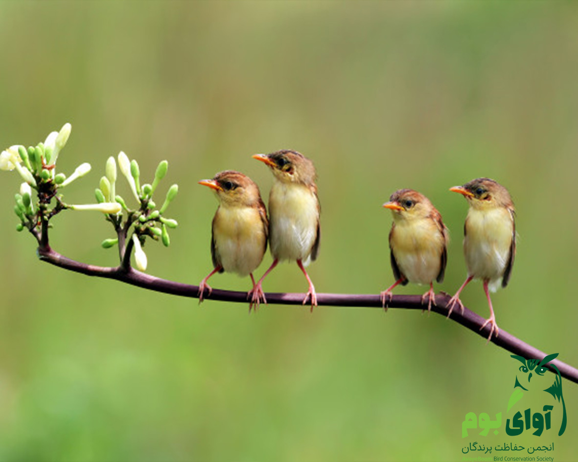 Birds waiting. Солнечная птица. Веерохвостая цистикола. Птица Солнечная цапля. Eurypygidae.