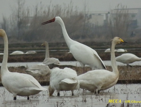 امید درنا سیبری