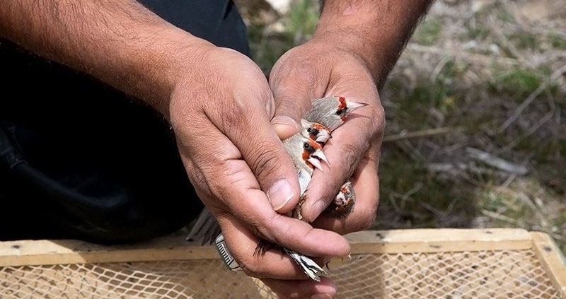 reforming-songbird-trapping-permits-in-iran