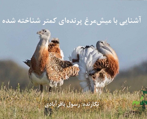میش‌مرغ