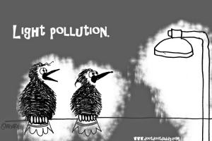تاثیرات آلودگی نوری بر پرندگان