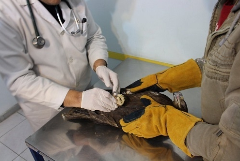 آسیب دیدگی پرندگان