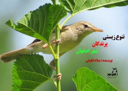 تنوع زیستی پرندگان شهر اصفهان