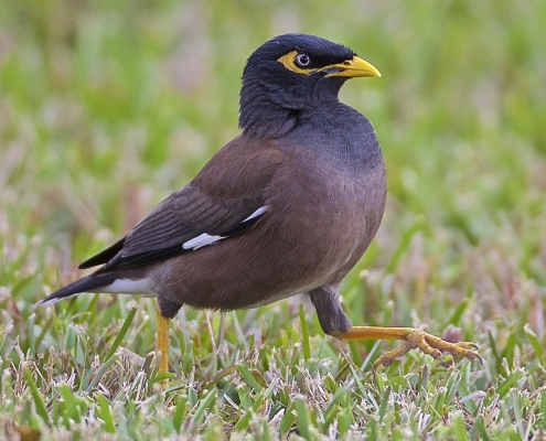 گونه-مهاجم-مرغ-مینا-آزاد-نکنیم