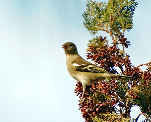ارتباط پرندگان با یکدیگر
