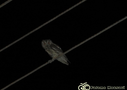 نورپردازی شهری چیست