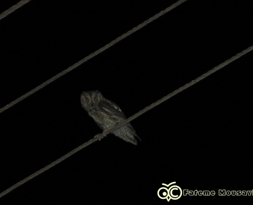 نورپردازی شهری چیست