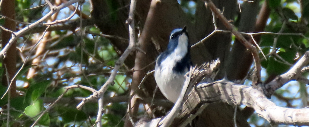 Ficedula superciliaris در ایران