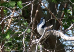 Ficedula superciliaris در ایران