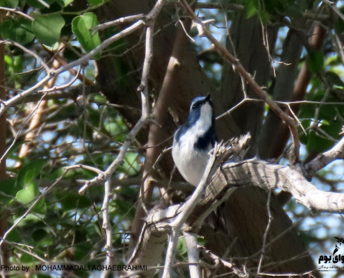 Ficedula superciliaris در ایران