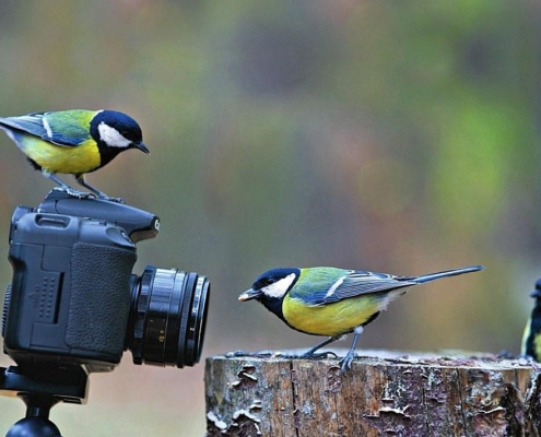 عکاسی از پرندگان