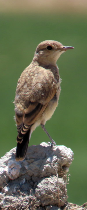 پرنده نگری گندمان