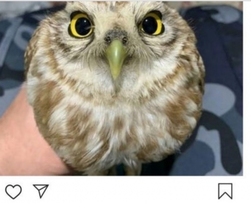 پتیشن-آوای بوم-اینستاگرام-خرید-فروش-حیات-وحش