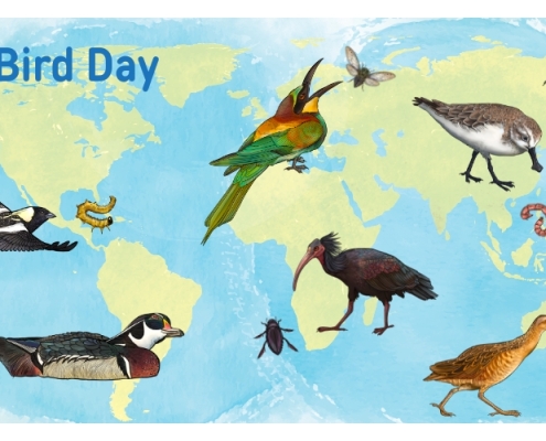 روز جهانی پرندگان مهاجر ۲۰۲۴