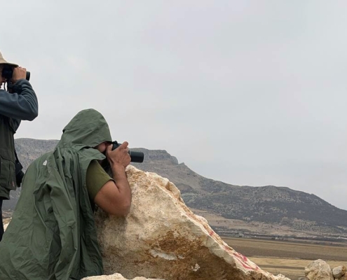 پایش سالانه غاز قرمز در دشت ارژن