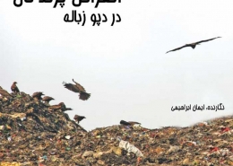 انقراض پرندگان در دپو زباله