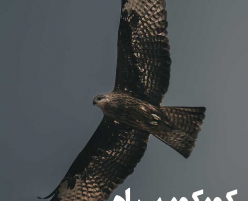 کورکور سیاه