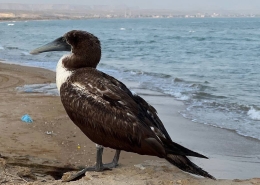بوبی نقابدار