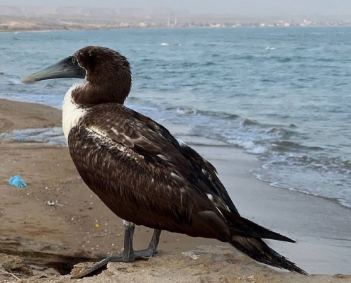 بوبی نقابدار