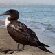 بوبی نقابدار