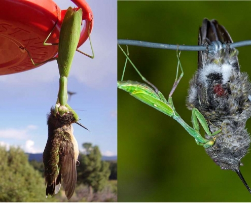 مرغ مگس خوار و مانتیس