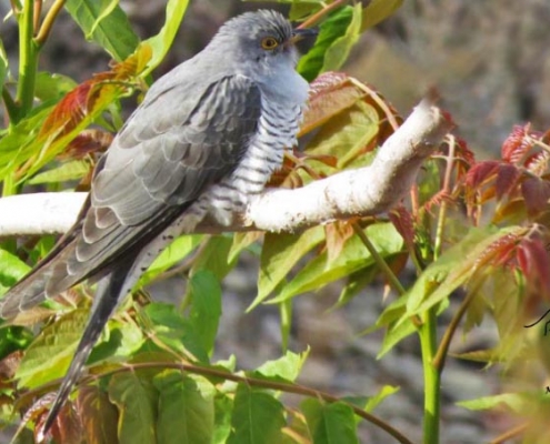 توسعه تکنولوژی صنعتی