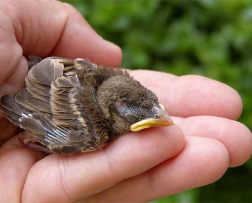 پیدا کردن جوجه