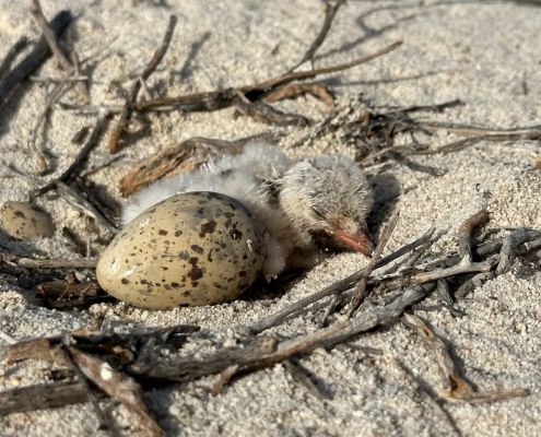 پرستوی دریایی گونه سفید سرشماری پرندگان لاوان شیدور