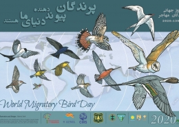 روز جهانی پرندگان مهاجر