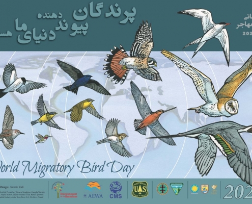روز جهانی پرندگان مهاجر