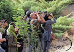 پرنده نگری آوای بوم