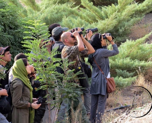 پرنده نگری آوای بوم