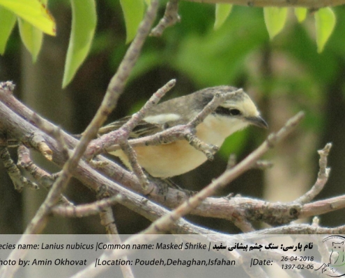 مشاهده سنگ چشم پیشانی سفید