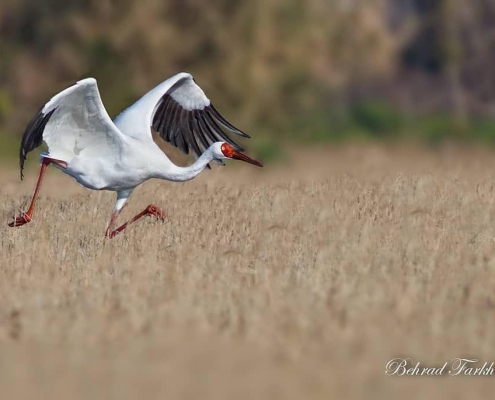 امید درنا سیبری