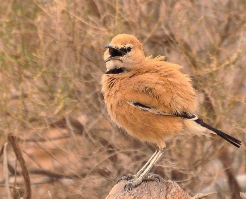 پرنده ی زاغ بور