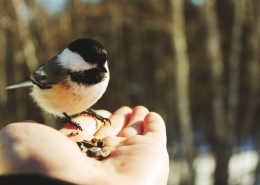 بویایی پرندگان