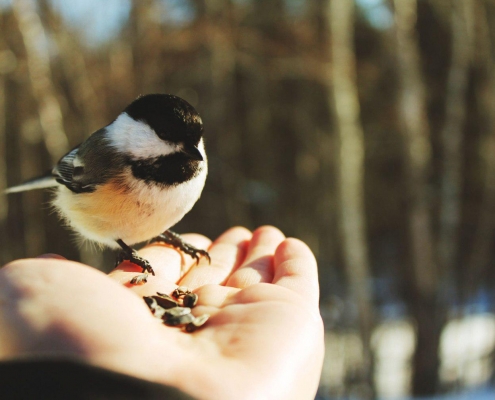 بویایی پرندگان