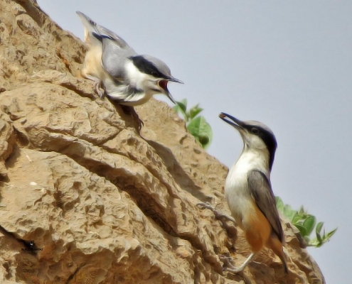 نوروز و پرنده نگری