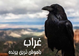 غراب باهوش ترین پرنده
